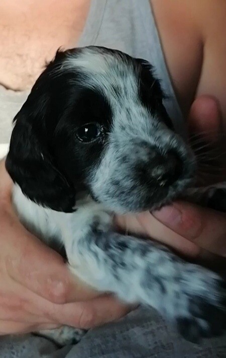 cocker spaniel puppies for sale yorkshire